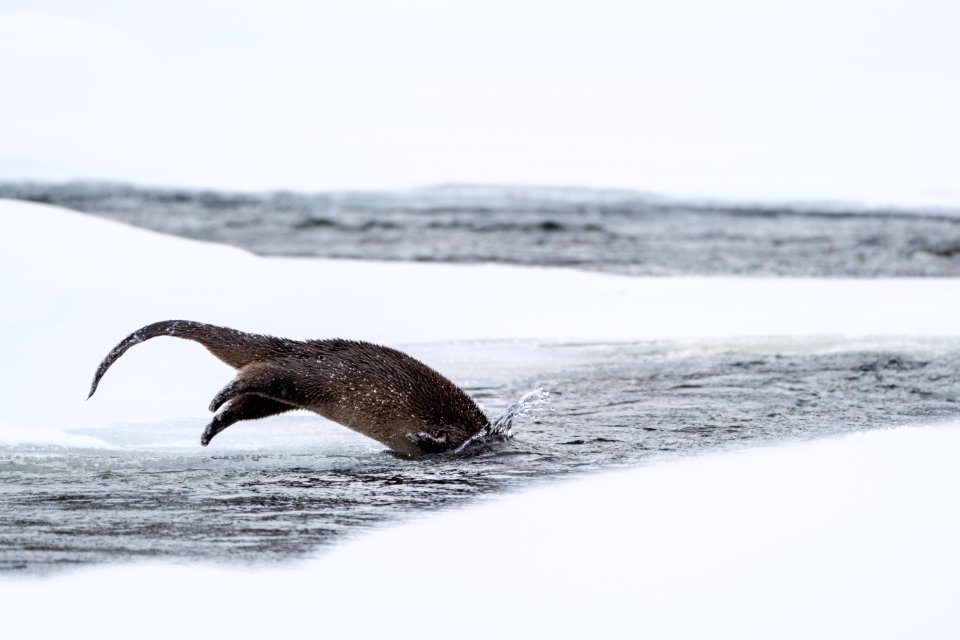 River otter dive sequence (4)
