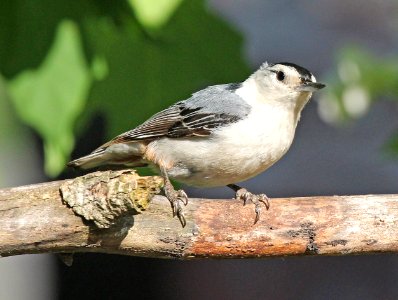 639 - WHITE-BREASTED NUTHATCH (Carolinensis) ( (6-8-2015) middlesex co, ma (5)