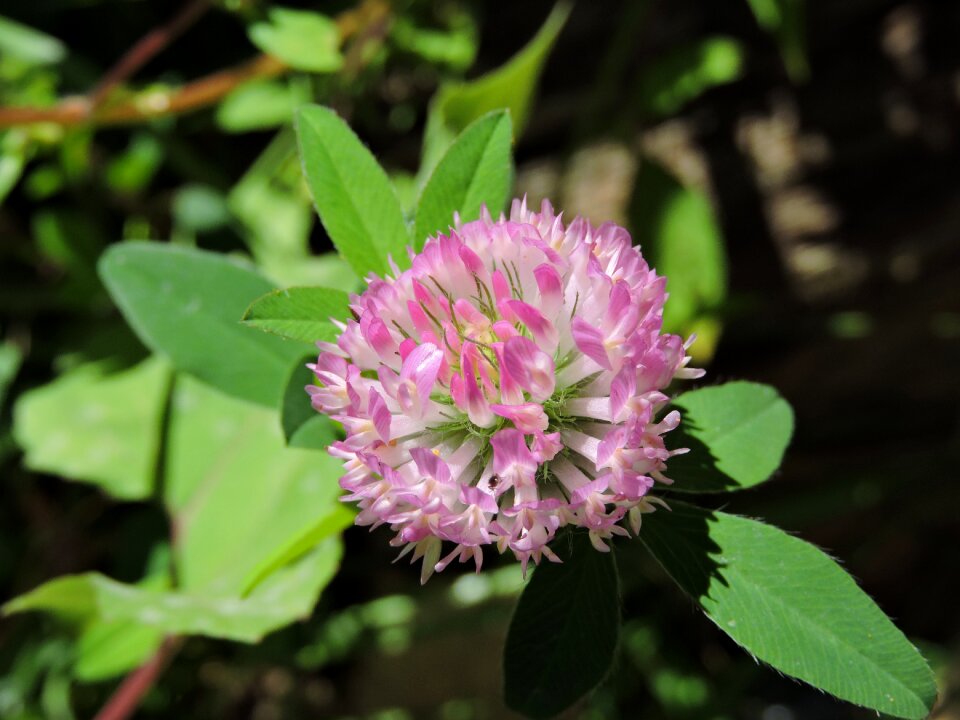 Floral plant blossom