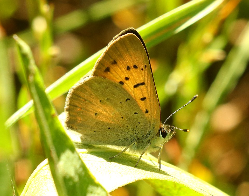 COPPER, PURPLISH (Lycaena helloides) (7-25-2019) 7000 ft, targhee nat for, teton co, wy -03