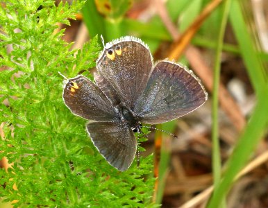 TAILED-BLUE, EASTERN (Everes comyyntas) (6-13-2017) slate-colored, mount mitchell, mcdowell co, nc -01 photo