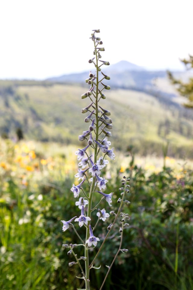 Duncecap Larkspur - Delphinium occidentale