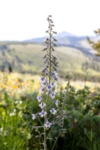 Duncecap Larkspur - Delphinium occidentale