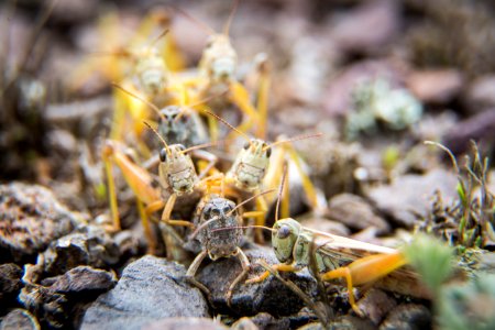 Grasshoppers