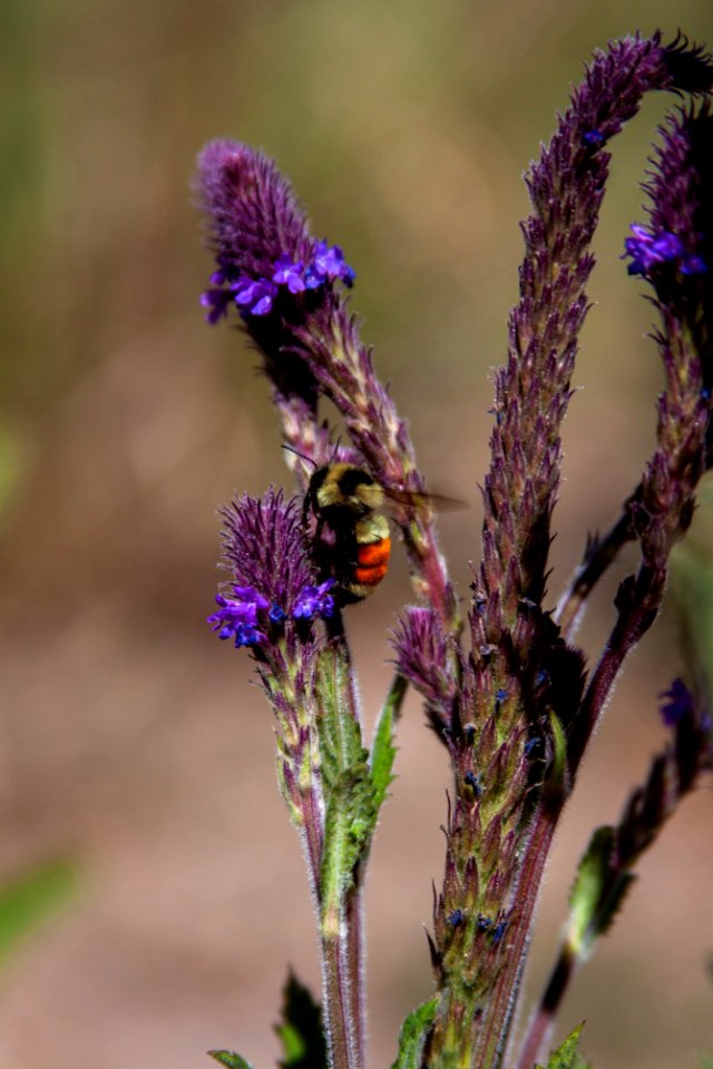 Bumblebee photo