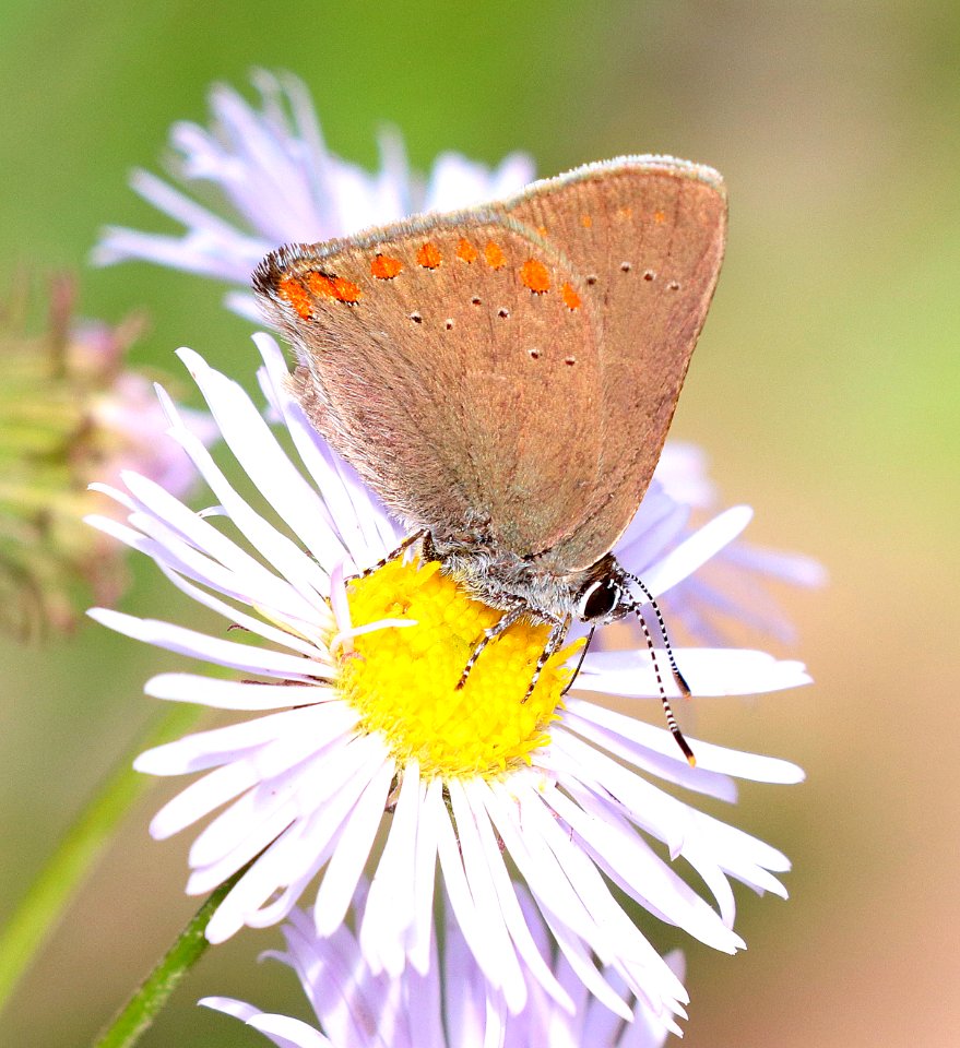 HAIRSTREAK, CORAL (Satyrium titus) (7-15-2020) 8400 ft, 10 miles n of grandby, grand co, co -02 photo