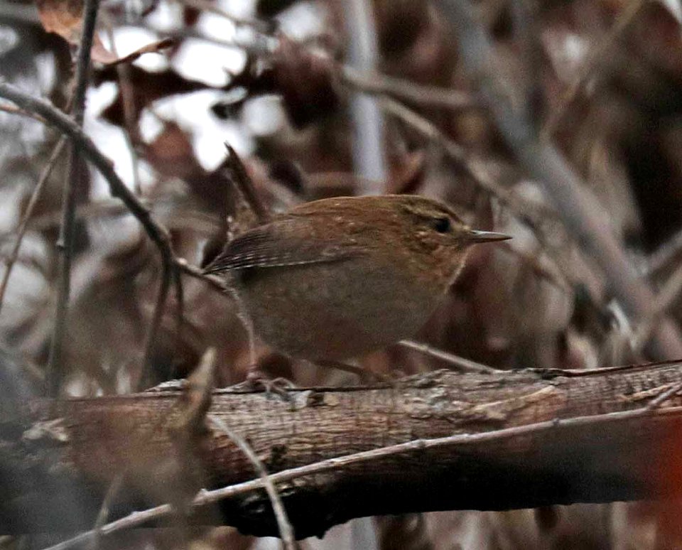 693 - PACIFIC WREN (12-19-2015) Nogales CBC, patagonia lake, santa cruz co, az -01