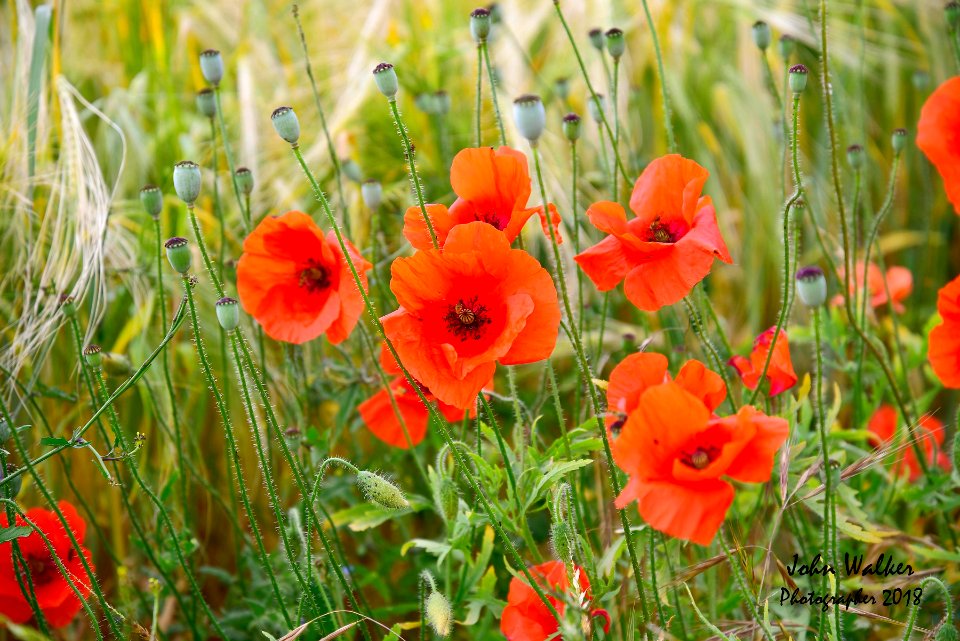 Poppies photo