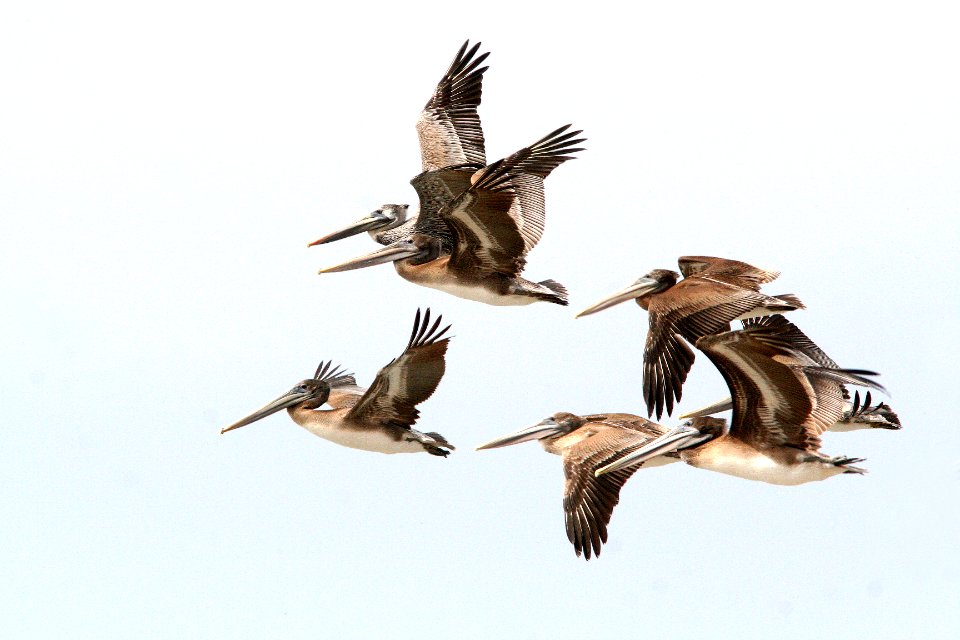 176 - BROWN PELICAN (10-3-08) photo