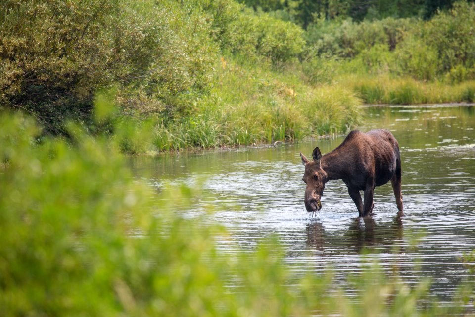 Cow moose, Gallatin River