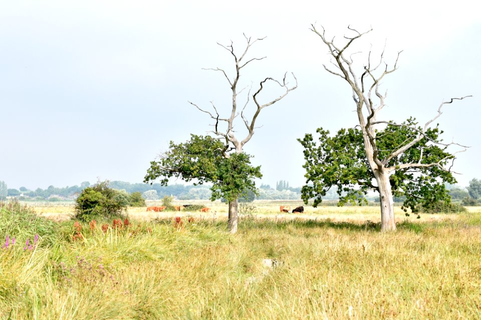 Carlton Marshes. 22 Aug 2017