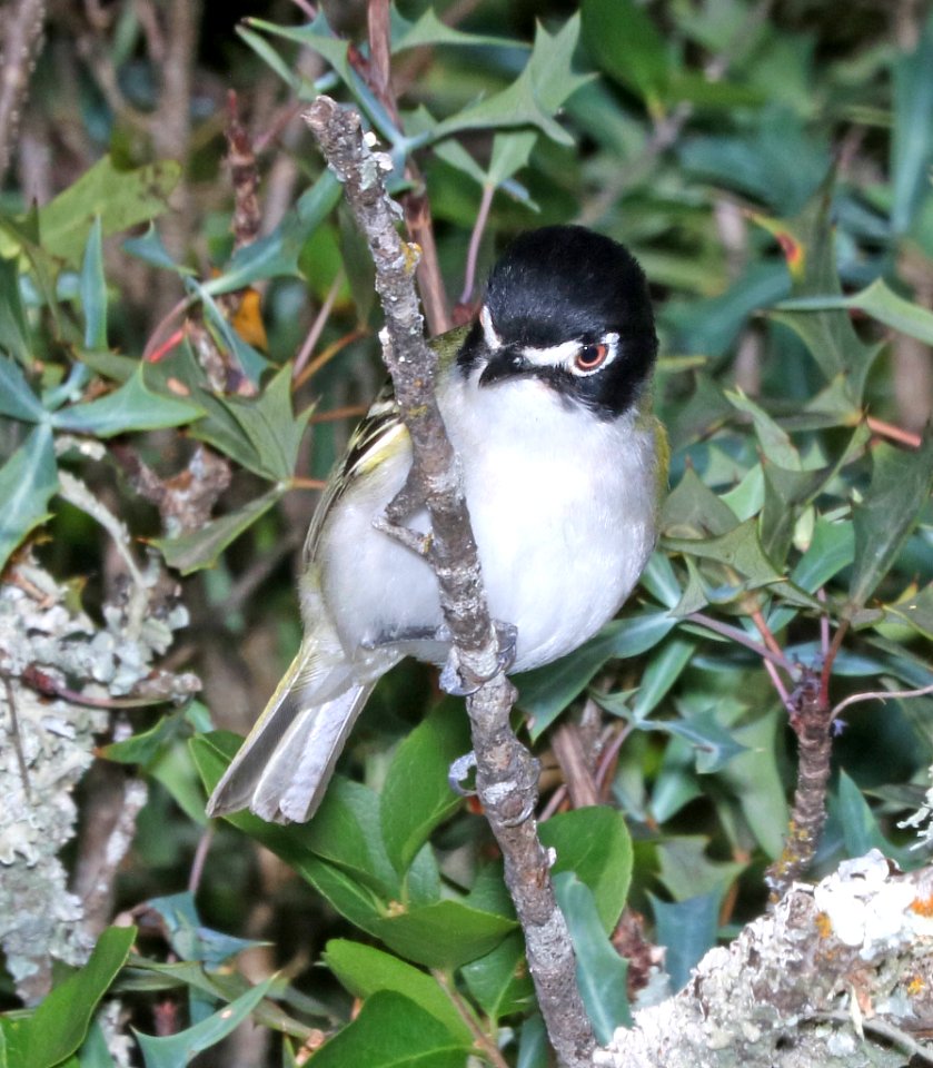 621 - BLACK-CAPPED VIREO (4-27-2017) edward's co, tx -14