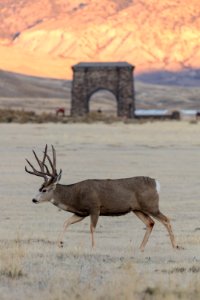 Mule deer buck and Roosevelt Arch portrait