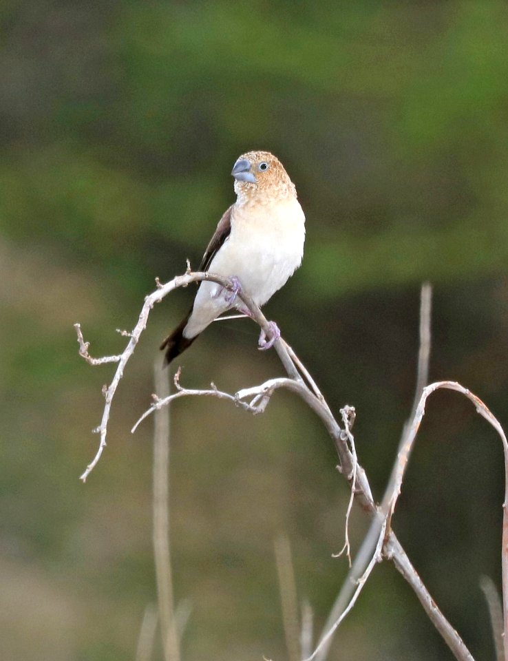 AFRICAN SILVERBILL (9-1-2017) waikoloa village athletic complex, between waimea and kona coast, hawai'i co, hawaii -02