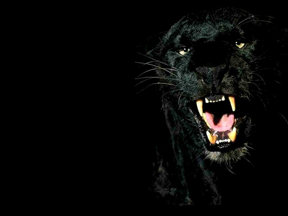 Black Panther