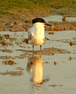 391 - SANDWICH TERN (4-29-2019) port isabel, cameron co, tx -01