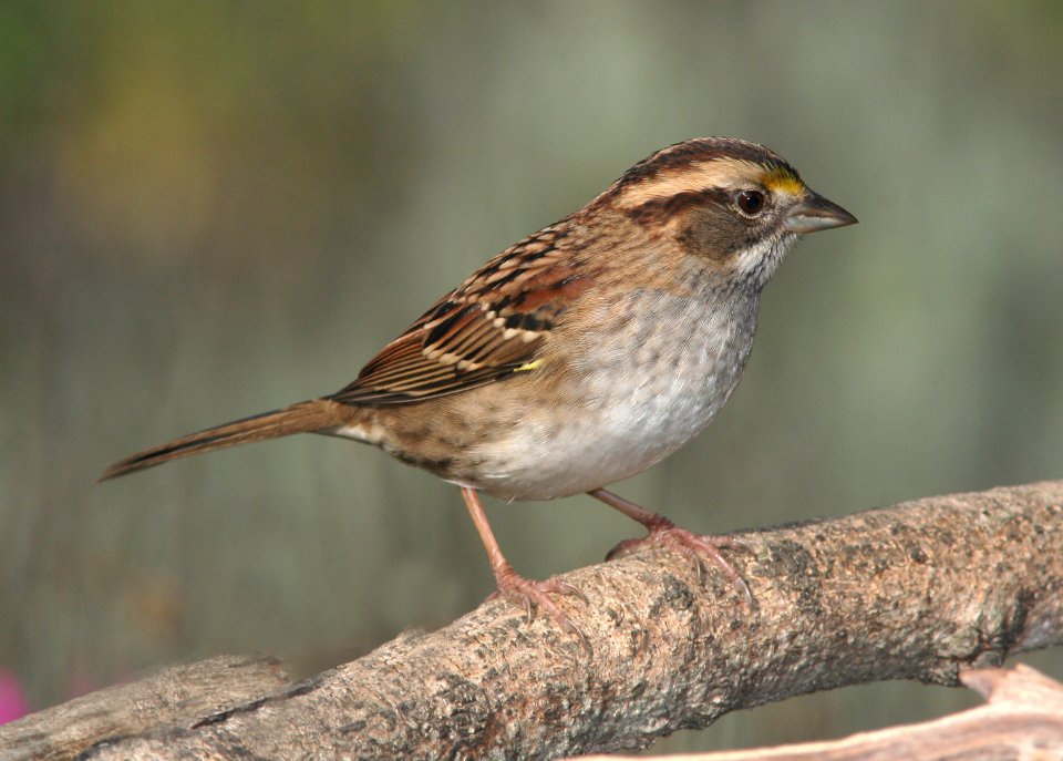 SPARROW, WHITE-THROATED (11-10-08) adult, canet rd, morro bay, slo co, ca -02