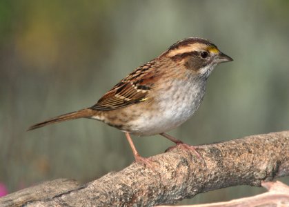 SPARROW, WHITE-THROATED (11-10-08) adult, canet rd, morro bay, slo co, ca -02