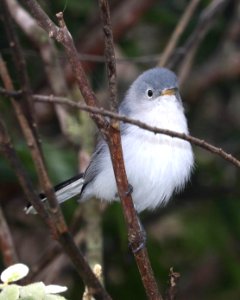 701 - BLUE-GRAY GNATCATCHER(11-14-2016) national butterfly center, missin, hidalgo co, tx) (6)