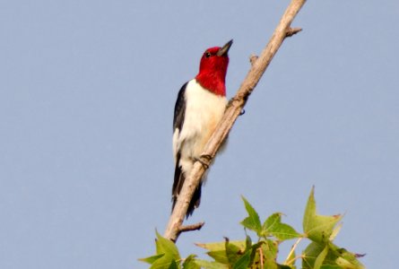 Red-Headed Woodpecker