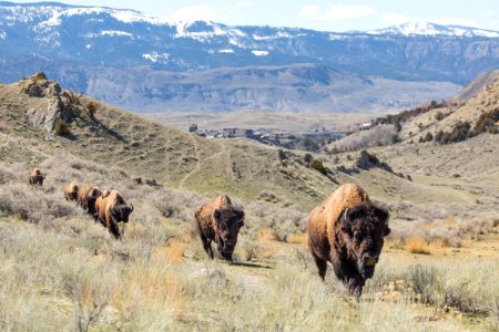 Bison migrating out of the Gardiner Basin photo