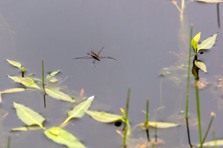Water strider on a pond in the Northern Range