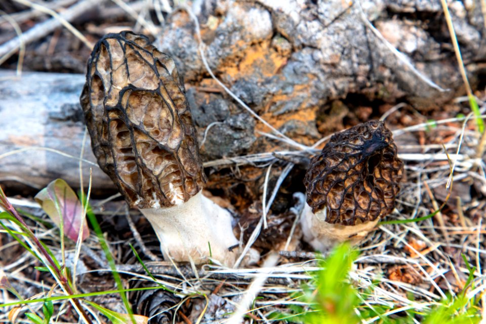 Black morels - Morchella elata