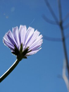 Plant blossom bloom