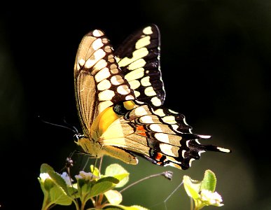 SWALLOWTAIL, GIANT (Papilio cresphontes) (3-7-13) key west tropical forest and botanical garden, key west, monroe co, fl (2) photo