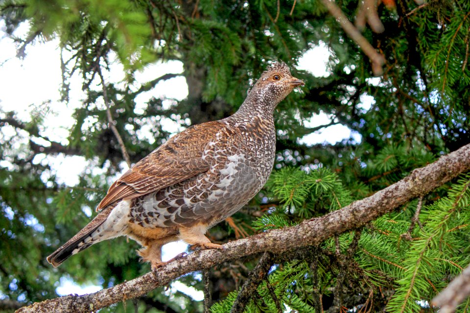 Ruffed grouse on Observation Peak Trail