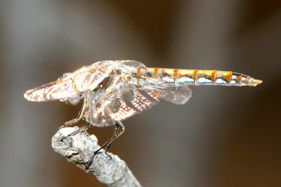 MEADOWHAWK, VARIEGATED (sympetrum corruptum)  (9-21-09) carrizo -01