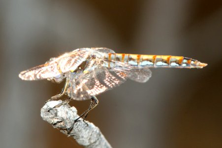 MEADOWHAWK, VARIEGATED (sympetrum corruptum)  (9-21-09) carrizo -01