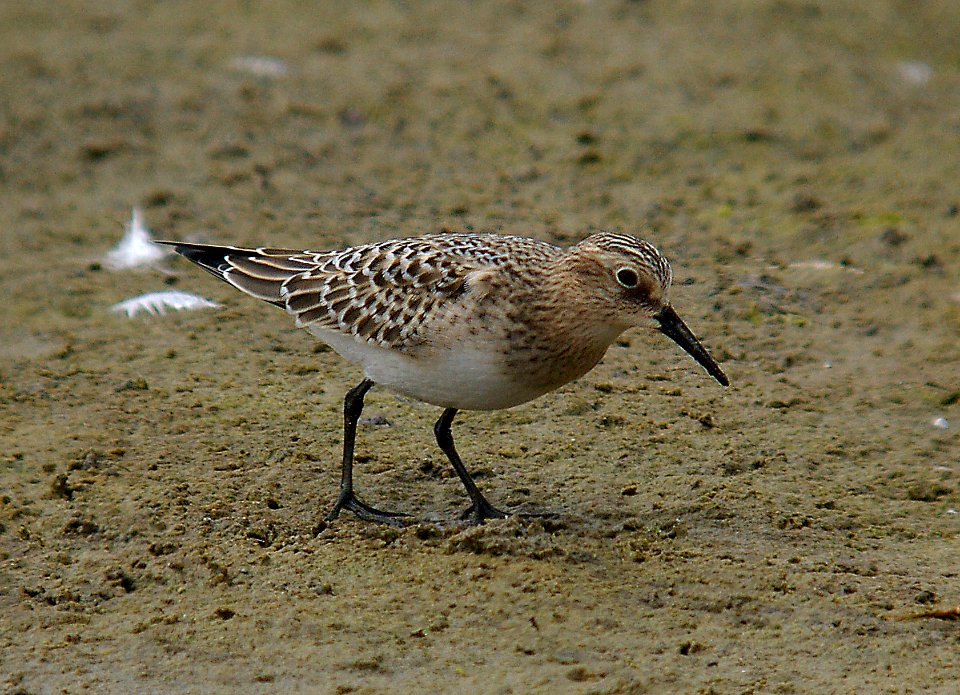 SANDPIPER, BAIRD'S (8-27-05) slo co, ca