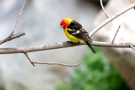Wester tanager perched on a tree limb photo
