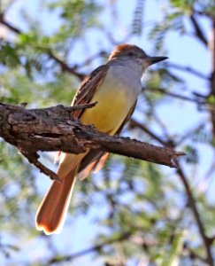 594 - BROWN-CRESTED FLYCATCHER (5-15-2018) patagonia lake, santa cruz co, az -01