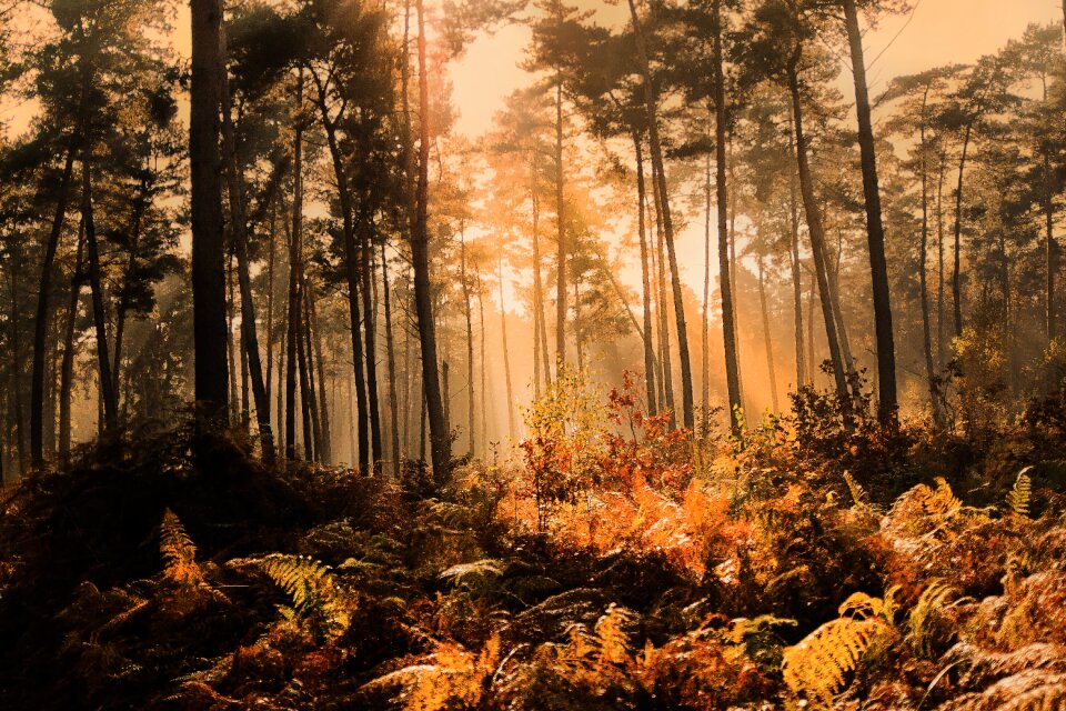 Autumn autumn mood nature