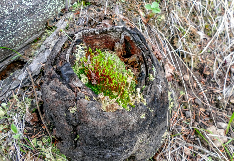 Moss and lichen growing in rotten log
