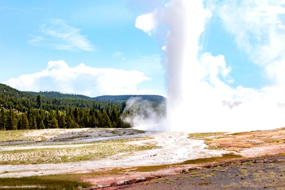 Old Faithful erupts on a summer morning