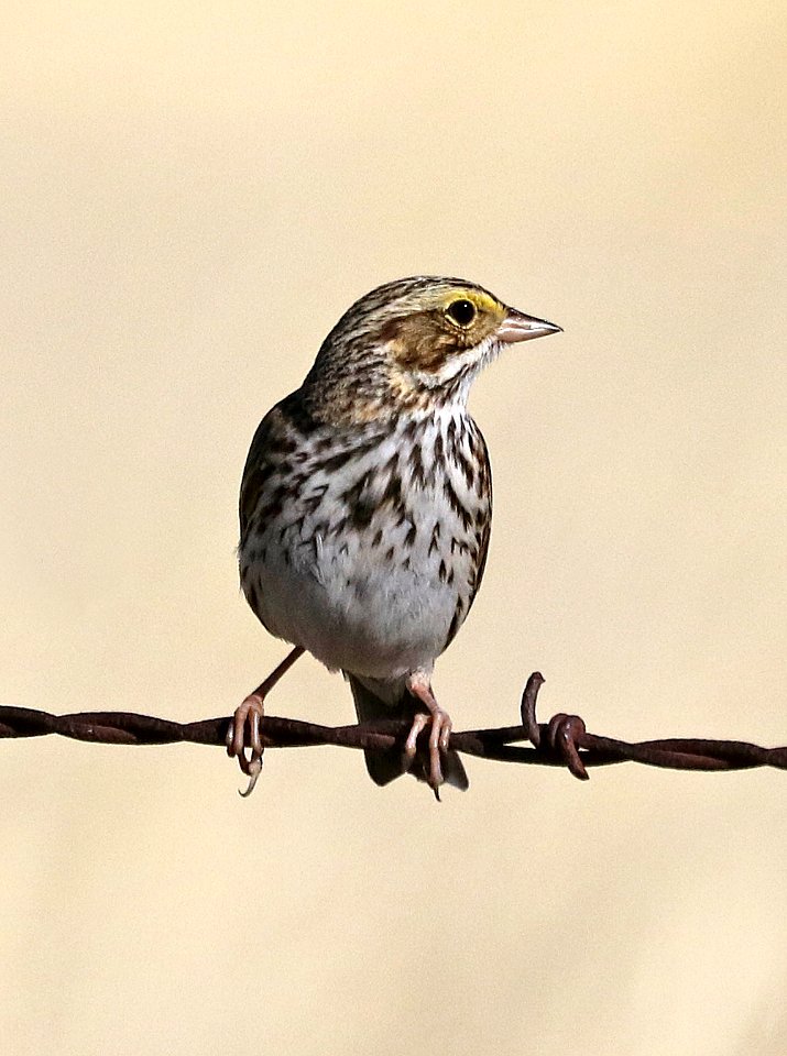 883 - SAVANNAH SPARROW (3-10-2017) san rafael grasslands, santa cruz co, az -02