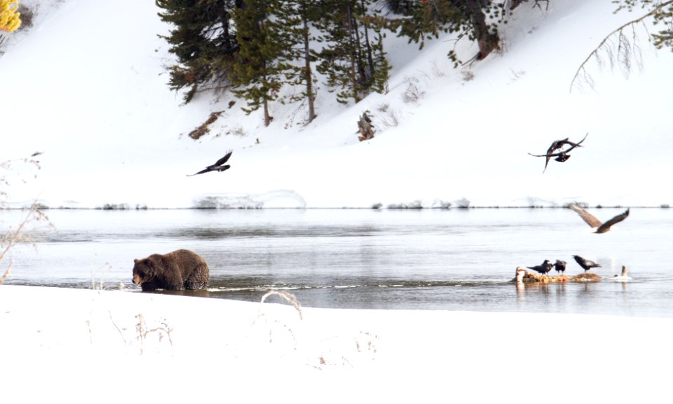 Grizzly bear walking away from carcass
