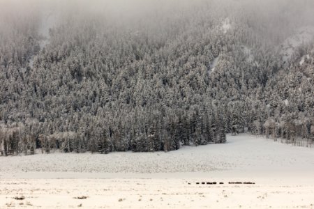 Bison in Lamar Valley with low clouds
