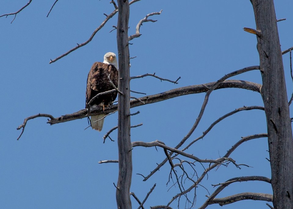 Bald eagle at Eagle Bay on Yellowstone Lake