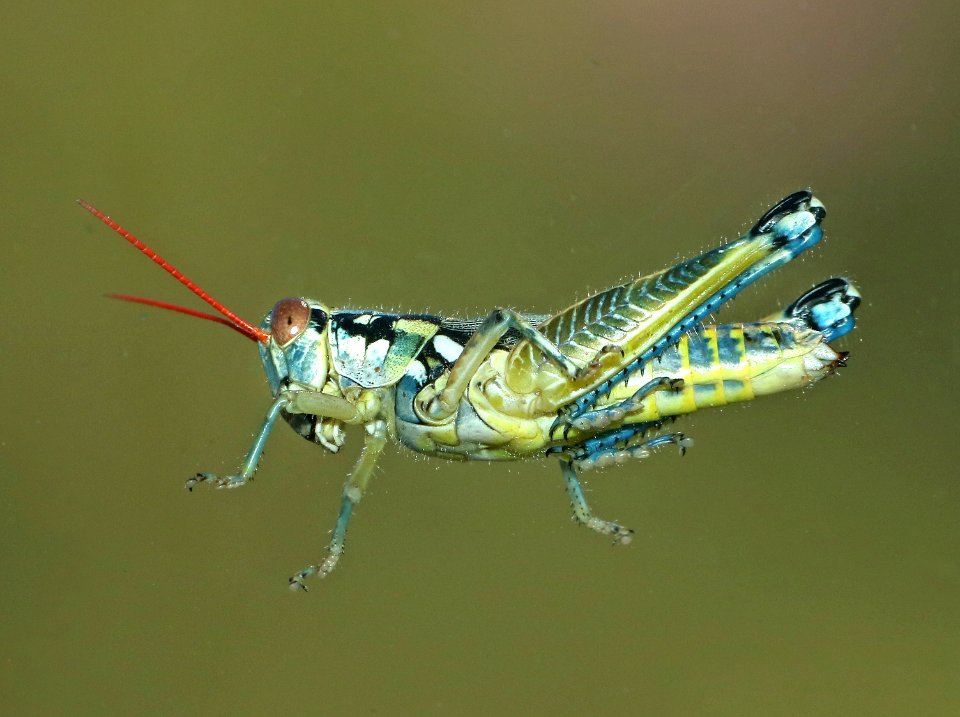 GRASSHOPPER, sp (8-31-2015) kino springs, santa cruz co, az -01