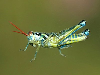 GRASSHOPPER, sp (8-31-2015) kino springs, santa cruz co, az -01