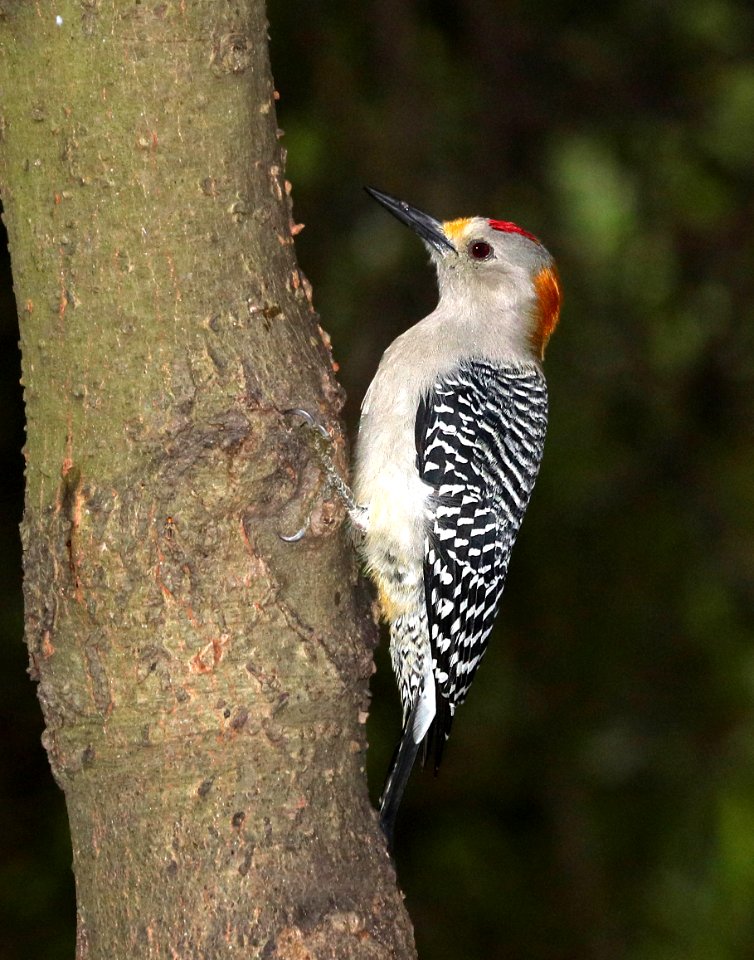 526 - GOLDEN-FRONTED WOODPECKER(11-14-2016) national butterfly center, missin, hidalgo co, tx (3)