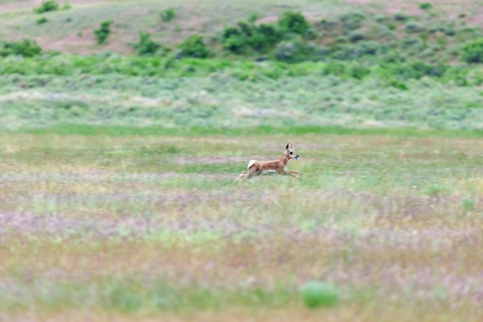 Pronghorn fawn runs through a field