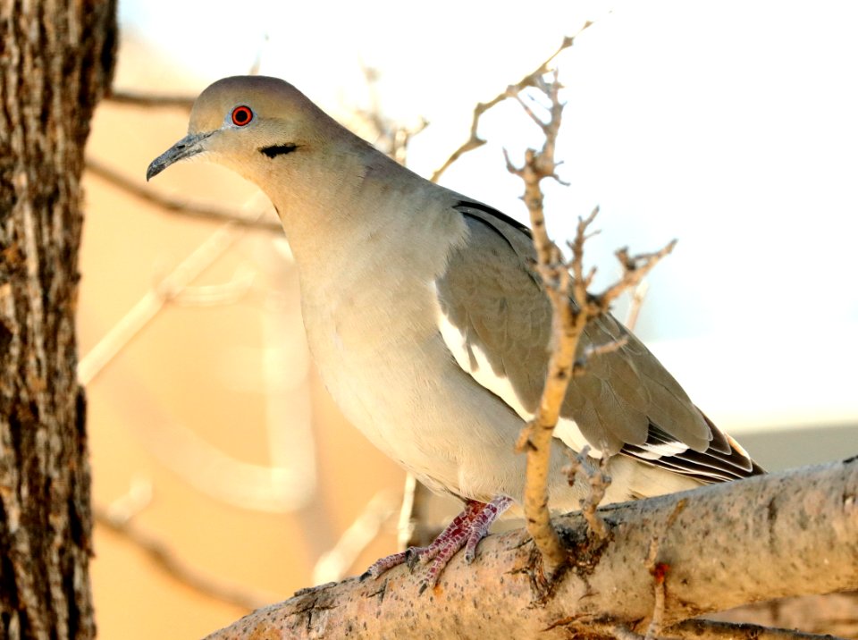 431 - WHITE-WINGED DOVE (2-8-2019) san pedro house, cochise co, az -01