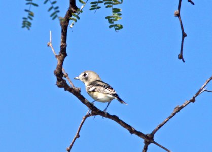 VIREO, PLUMBEOUS (9-29-10) blue haven road, patagonia, scc, az -01