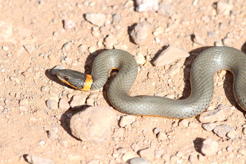 SNAKE, RING-NECKED (Diadophis punctata) (10-3-2015) harshaw road, santa cruz co, az -04