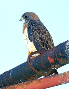 227 - SWAINSON'S HAWK (9-11-2016) n-w end san rafael grasslands, santa cruz co, az -01
